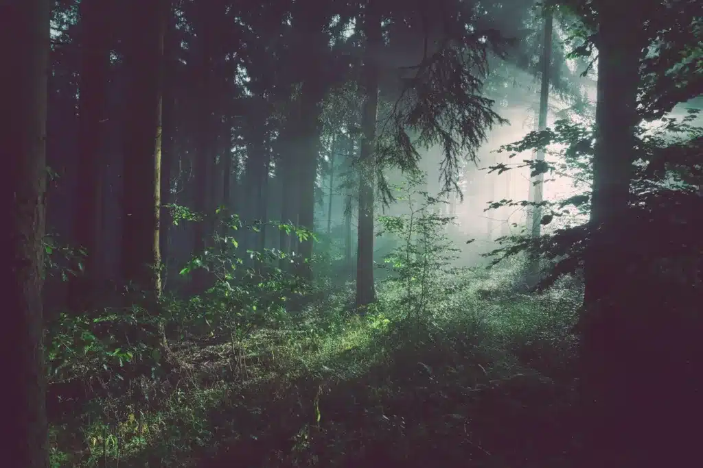 Forêt silencieuse enveloppée de brume
