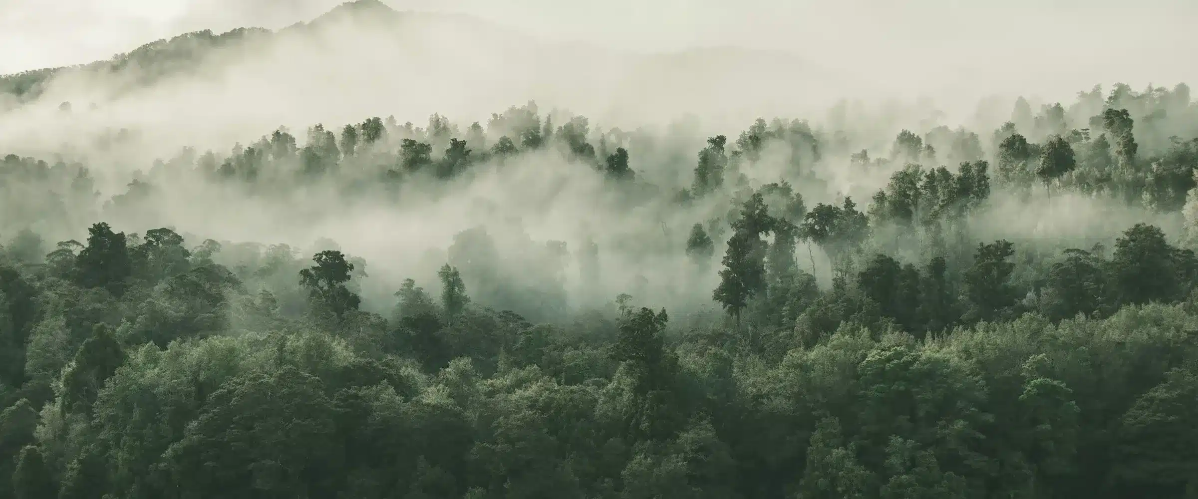 Des collines boisées se superposent, noyées dans des bancs de brume basse ; l'horizon se ferme sur une silhouette de montagne à peine visible.