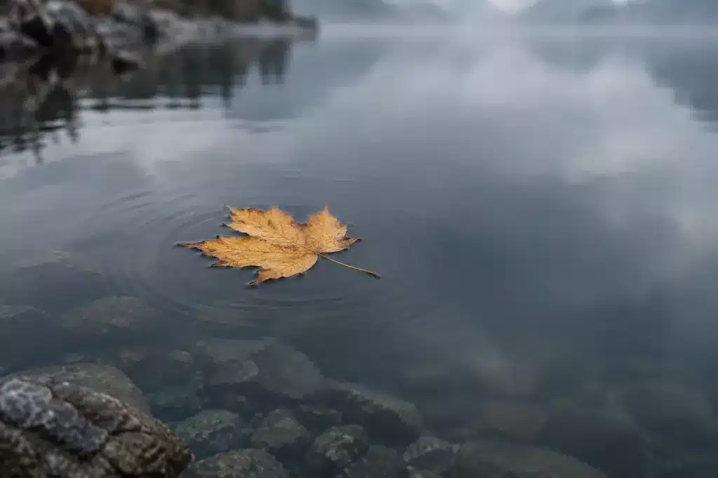 Feuille d’automne posée sur une eau calme, dont les cercles s’apaisent, comme l’angoisse qui redescend